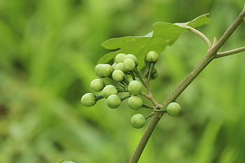 green, plant, fruit, leaf, nature, leaves