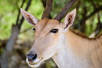 oryx, antylopa, impala, jeleń, gazela, rogi, zwierzę, Natura, safari, dziki, ssak