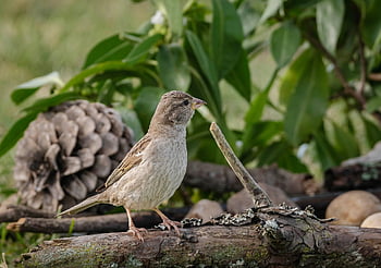 moineau, des oiseaux, séance, des stylos, plumage, la nature, faune aviaire, ornithologie, branche, observation des oiseaux