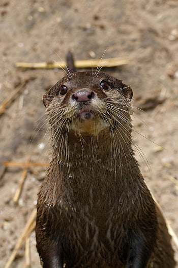 otter, mammal, zoo, animal, nature, wildlife