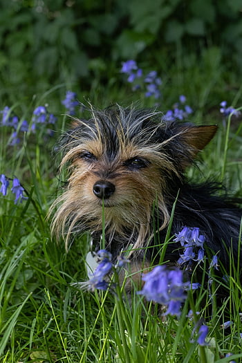 meadow, dog, flower Wallpaper, animal, chihuahua, chihuahua Yorkie Mix, flowers, flower Background, beautiful Flowers, garden, nature
