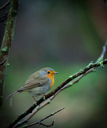 robin, fugl, afdeling, perched, dyr, sangfugl, lille fugl, dyreliv, fjer, fjerdragt, næb