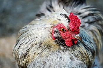 chicken, nature, bird, hen, mr, poultry, plumage, animal, wildlife, head, feathers