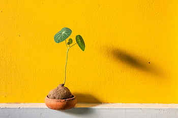 zelená rostlina, hnědý keramický hrnec, žluté zdi, Jednorázová rostlina, Minimalistická elegance, zářivé žluté, stín, vnitřní zařízení, malá rostlina, terakotový hrnec, minimalistický dekor
