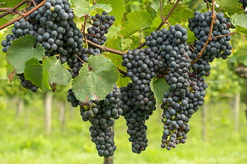 winogrona, Zielony, owoc, winorośle, winorośl, świeże winogrona, świeże owoce, uroczy, uprawa winorośli, Rebstock, plantacja