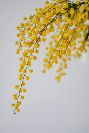 yellow flowers, close-up photography, delicate mimosa, yellow mimosa, white background, Helsinki Finland, floral photography, nature photography, spring flowers, blooming flowers, yellow blooms