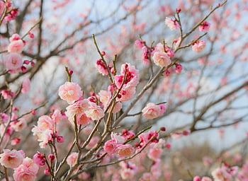 ウメ, うめ, 梅, 2月, 初春, 春, 木, 枝, 花びら, 花見, 観梅