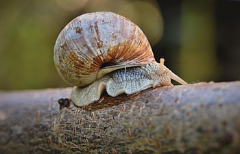 snail, shell, mollusc, animal, the World Of Animals, probe, mucus, casing, to Crawl, slow, nature