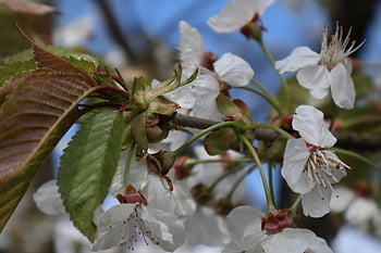 flowers, apple Blossoms, white Flowers, nature, spring, close Up