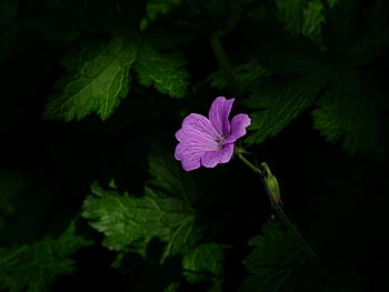 fleur pétale rose, fleurs sauvages violettes, feuilles vertes luxuriantes, fleur en gros plan, photographie de nature, image florale, fleur de jardin, Photographie de fleurs sauvages, pétales violets, feuillage vert, beauté naturelle