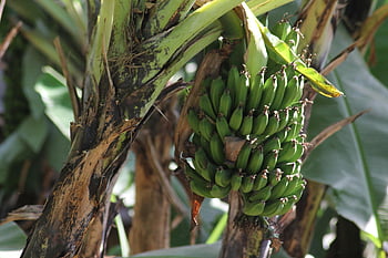 banány, Afrika, banán, africká žena, ovoce, jídlo, banánové plantáže, tropický, trh, opice, přírodní