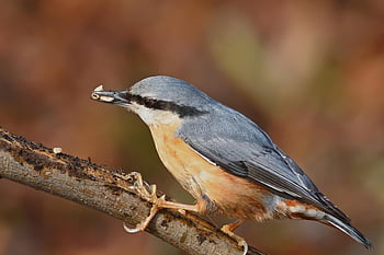 brhlík lesní, pták, volně žijících živočichů, peří, ornitologie, zobák, pozorování ptáků, sedící, park, dráp, Příroda