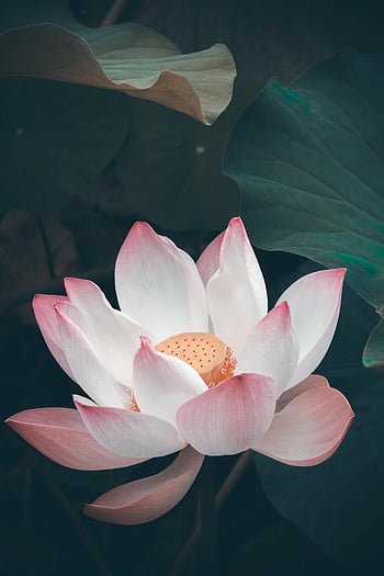 pinke Blume, voller Blüte, weißer und rosa Lotus, dunkelgrüne Blätter, Atemberaubende Nahaufnahme, blühender Lotus, Lotus Blume, Naturfotografie, Blumenfotografie, schöne Blumen, Seerose