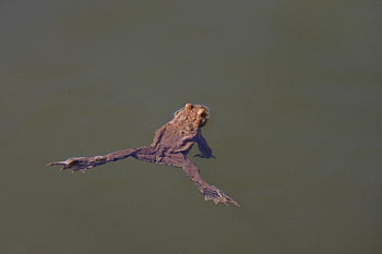 frog, toad, pond, lkae, amphibian, water, swim, spawn, spring, nature