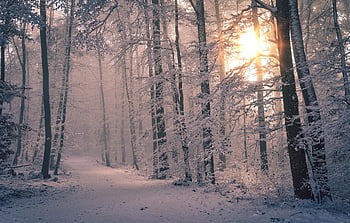 wintery Forest, forest, alpine, sun, winter, cold, pink, snow, snowy Road, mountain, travel