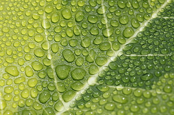 foglia, gocce, vene, struttura, fogliame, albero di gomma del Bengala, gocciolare, superficie, natura