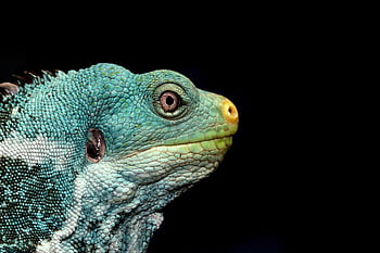 kadal, iguana, iguana Fiji, iguana jambul, reptil, Kadal Berwarna -warni, kadal berwarna-warni, kadal lucu, hewan, margasatwa, fauna