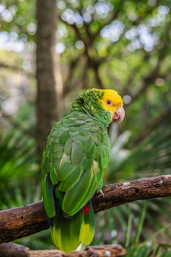 Amazonka žlutohlavá, tropické džungle, Vibrující papoušek, posazená větev, amazon papoušek, žlutá hlava, zelené peří, tropický pták, fotografování přírody, fotografování divoké zvěře, Nastavení džungle