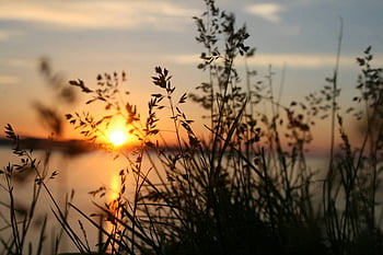 sunset, grass silhouette, vibrant sunset, peaceful view, setting sun, water, nature, landscape, evening, outdoor, tranquility