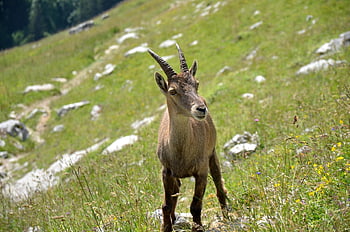 kozorožec, savec, savců, roh, Kozoroh, vysokohorský, hory, zvíře, býložravý, přežvýkavců, koza