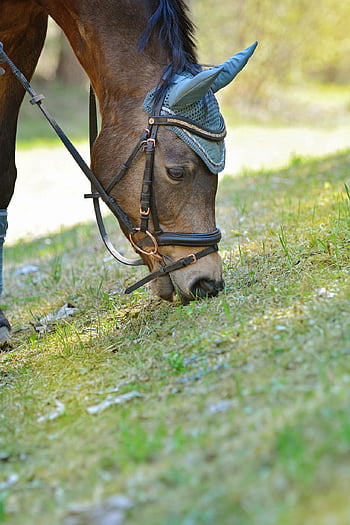 horse, animal, grazing, pasture, head, pony, brown Horse, saddle Horse, riding Pony, equine, mammal