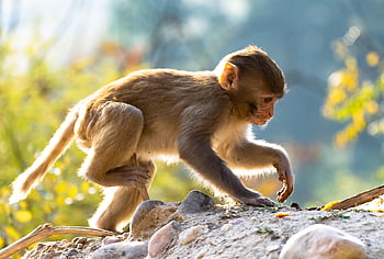 monkey Baby, baboon, monkey, baby, mammal, ape, cute, wildlife, young, small, primates