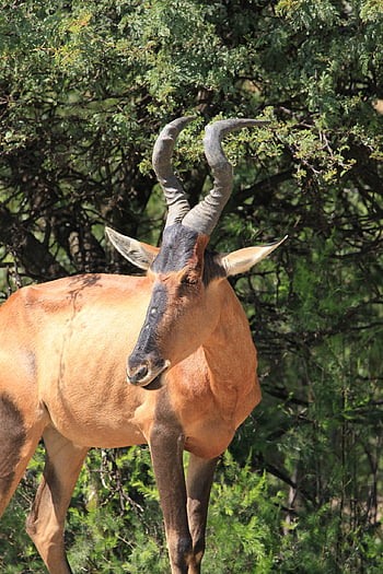 rosso più hartebeest, antilope, Africa, Sud Africa, hartebeest, natura, mammifero, safari, corna, ritratto, animale