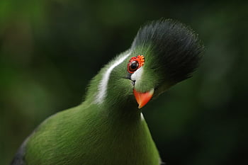pájaro, Turaco de mejilla blanca, Tauraco leucotis, ave exotica, cresta, animales, fauna, naturaleza, ave tropical, retrato de animal, menelikornis leucotis