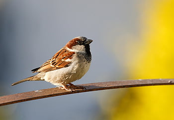 sparrow, bird, animal, perched, wildlife, songbird, feathers, plumage, bill, nature, birdwatching