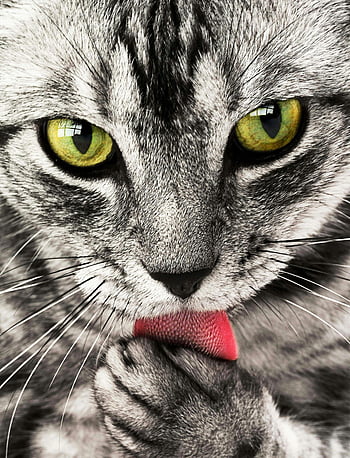 close-up photography, white and black cat, cat face, green eyes, cat tongue, animal portrait, pet photography, feline close-up, cat whiskers, cat licking, cat expression