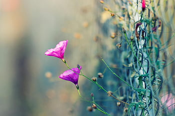 lilla petaled blomster, Grå cyklonhegn, Selektiv fokusfotografering, lyserøde blomster, kæde-link hegn, solskinsdag, nærbillede fotografering, blomstrende blomster, udendørs fotografering, naturfotografering, blomsterfotografi