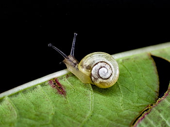 shell, hlemýžď, zvíře, zahrada, Příroda, zblízka, měkkýš