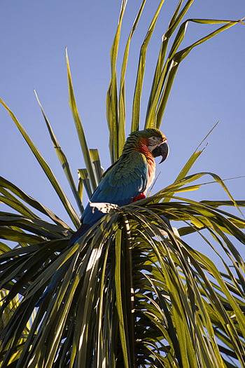 exotic parrot, palm tree, colorful parrot, tropical wildlife, Bonito Brazil, vivid colors, parrot on palm, tropical bird, nature photography, wildlife photography, tropical scene