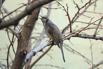 lark, bird, branch, perched, passerine Bird, animal, wildlife, tree, wilderness, nature, closeup