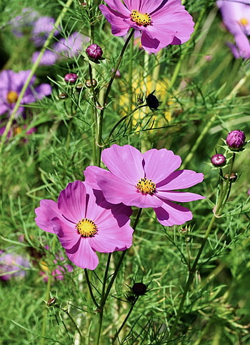 cosmos, cosmea, flowers, jewelry Basket, garden, blossom, bloom, petals, botany, nature
