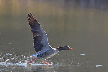 bird, ornithology, greylag Goose, lake, species, fauna, avian, animal, beak, wildlife, water Bird