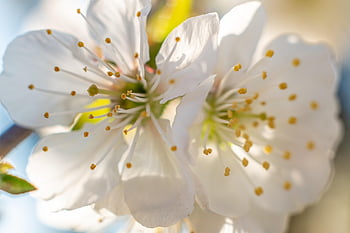 apple Flowers, apple Blossoms, flowers, flower Background, white Flowers, white Petals, blossom, bloom, flower Wallpaper, stamens, spring