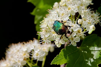 Shiny Gold Rose Beetle, Clafer di rosa comune, natura, scarafaggio, sfondo di fiori, insetto, cetonia aurata, impollinazione, carta da parati floreale, bellissimi fiori, fiore