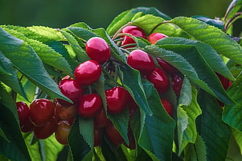 cherries, sweet Cherries, branch, cherry Tree, fruit, ripe, cute, yummy, healthy, red, vitamins