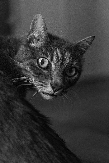 fotografie ve stupních šedi, mourovatá kočka, Monochromatický detail, Stávkující oči, zvědavý pohled, Černý a bílý, zvířecí portrét, Kočičí fotografie, pet fotografování, kočičí oči, detailní záběr