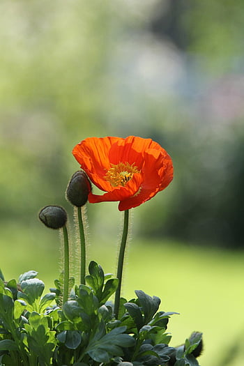plante, fleur, coquelicot, papaver rhoeas, papier peint à fleurs, rouge, fond de fleur, belles fleurs, fleuri, la nature, lumière