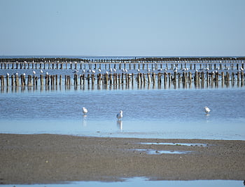 wadden Sea, north Sea, north Sea Coast, warning, watt, coastal Protection, nature Reserve, landscape, seagulls, nature, low Water
