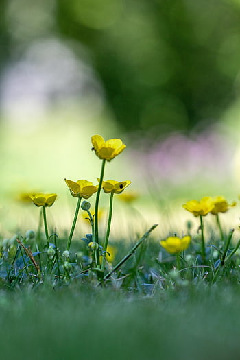 luční pryskyřník, květ, ranunculus acris, květinové pozadí, flóra, Příroda, letní, květinové tapety, krásné květiny, pryskyřník