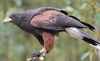 harris jestřáb, parabuteo unicinctus, dravý pták, raptor, sokolnictví, účtovat, dravec, peří, posazený, na stromě, hnědý