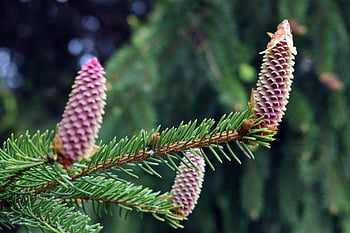 pine Cone, cones, pine, branch, tree, nature, green, forest, plants, coniferous, decoration