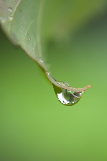 La rugiada lascia cadere la natura, avvicinamento, copia spazio, rugiada, gocciolina, gocce, ambiente, verde, foglia, minimo, carta da parati mobile