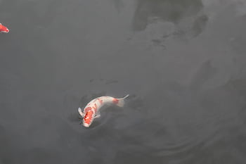 carp, fish, nature, swimming