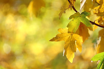 fall, autumn Colors, hd Wallpaper, background, full Hd Wallpaper, autumn Magic, fall Season, october, Wallpaper 1920x1080, autumn Leaves, leaves