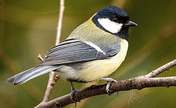 afdeling, sangfugl, natur, perched, perched fugl, lille fugl, fjer, fjerdragt, dyr verden, træ, dyr
