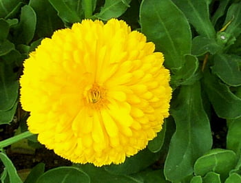 flower, nature, plant, garden, yellow, petal, abstract, flower Garden